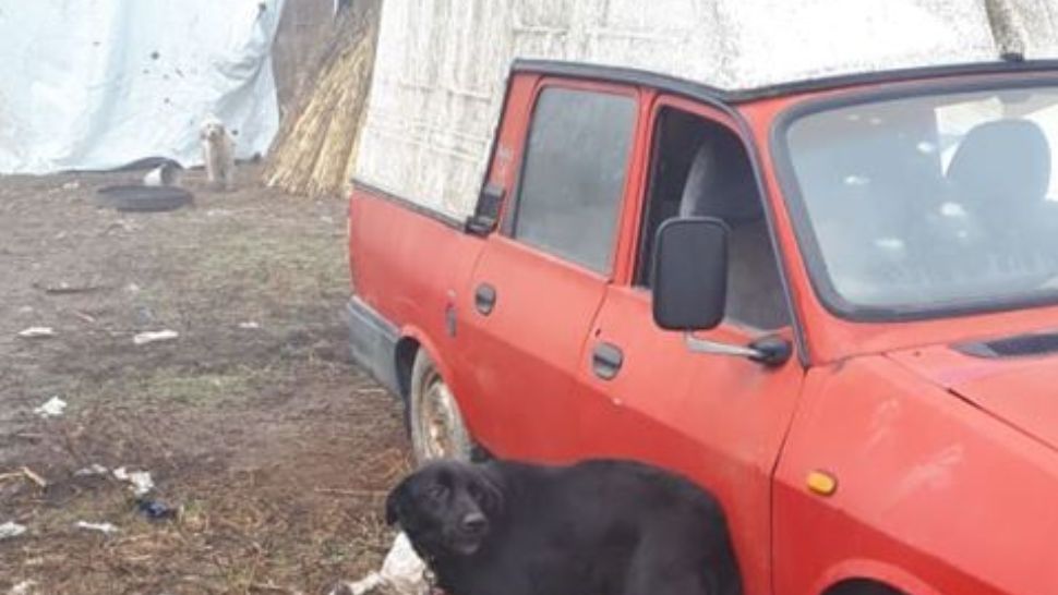 Bărbat anchetat după ce a mâncat o gâscă si a dat resturile câinelui. Care este motivul