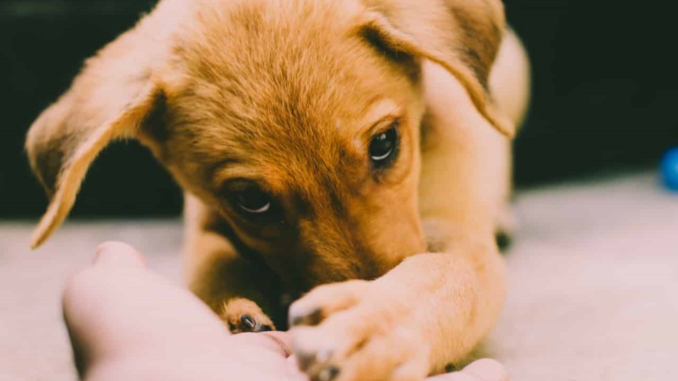 Proiect: REGISTRU pentru agresorii animalelor 