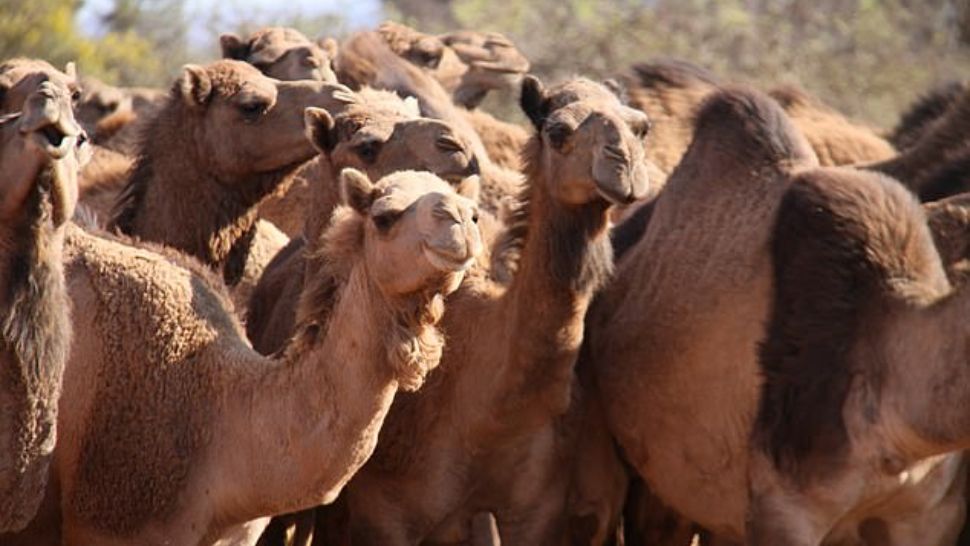 Peste 10.000 de cămile vor fi ÎMPUȘCATE în Australia. Care este MOTIVUL