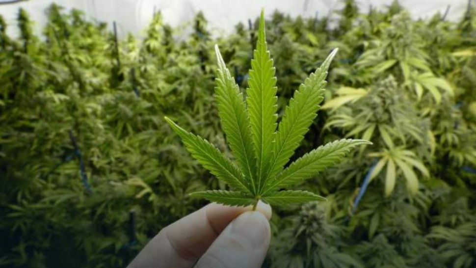 Mamă și fiu, traficanți de droguri. Femeia de 63 de ani le vindea