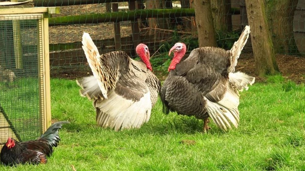 ALERTĂ SANITARĂ, în România! Doar 40 de kg de carne de CURCAN, din cele 17 tone din Ungaria, au fost RETRASE 