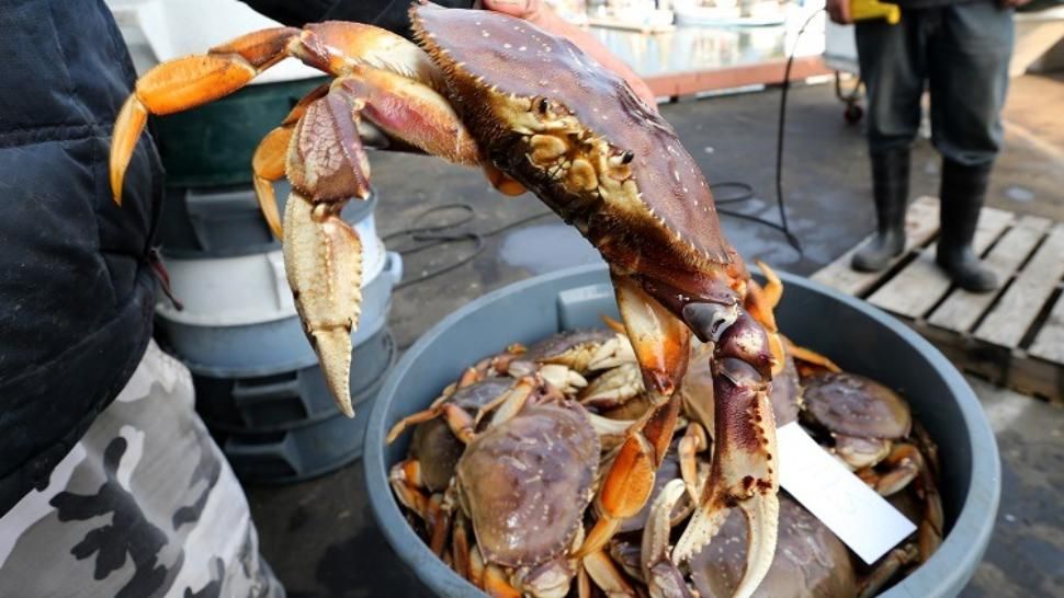 Oceanul Pacific este atât de acid încât dizolvă crabii de vii