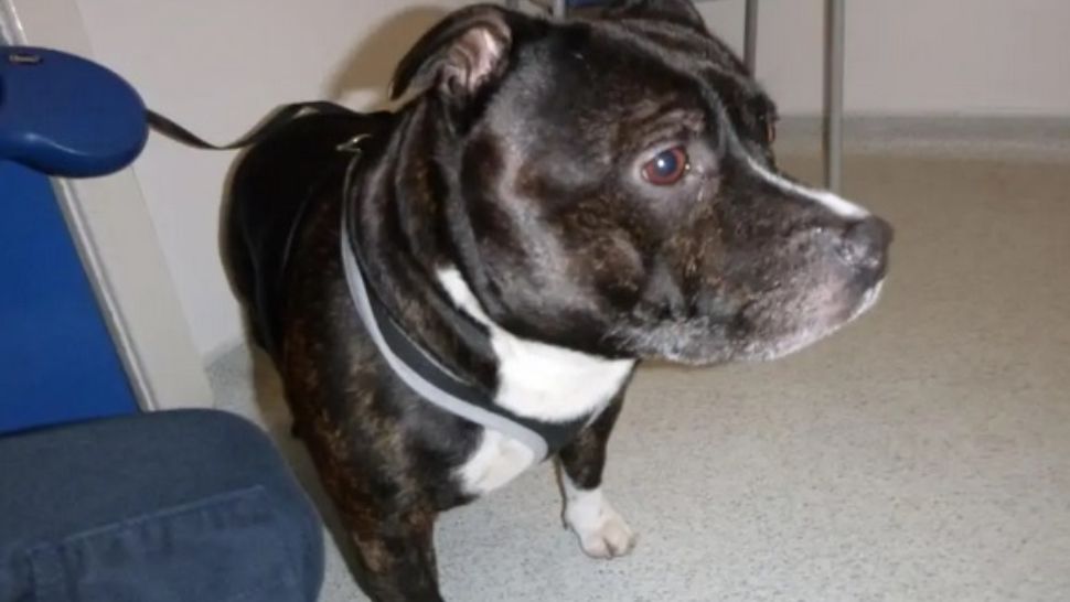 Povestea tulburătoare a câinelui abandonat în biserică. Ce scria pe biletul de adio