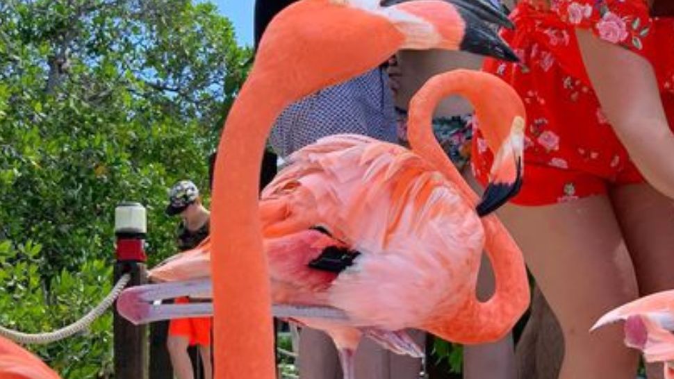 Dan Barna, vacanță de lux în Caraibe