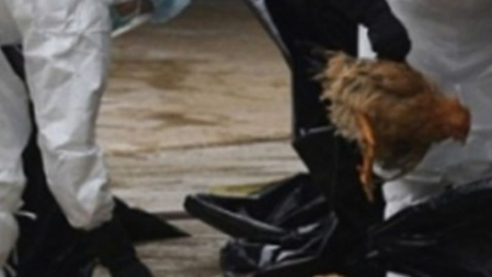 Alertă de ultimă oră, focar uriaș de gripă aviară într-o fermă din Mureș, aproape 200.000 de păsări sacrificate