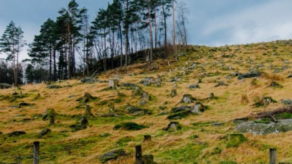 Mafia din Silvicultură a dat cel mai mare tun posibil