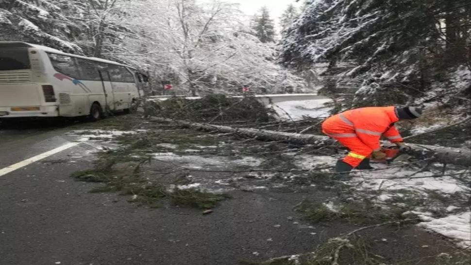 Vremea rea face ravagii în Covasna. Copacii au fost doborâți de vânt