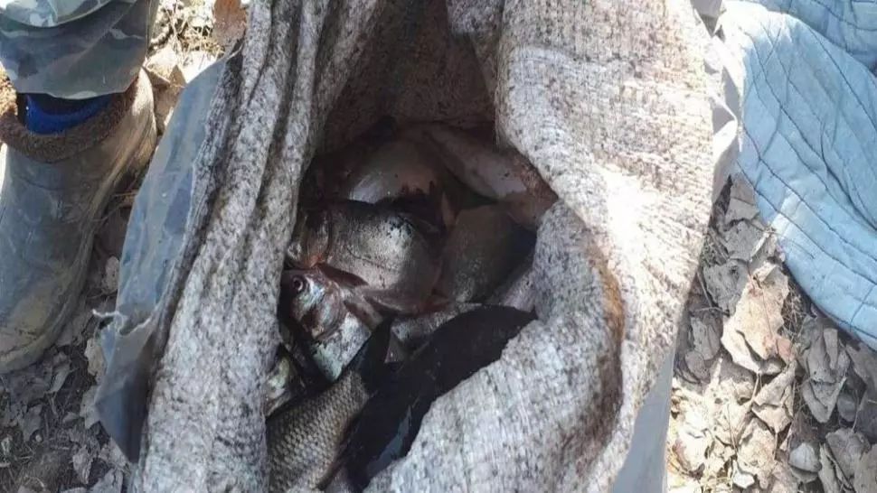 Braconaj piscicol în Brăila. Polițiștii efectuează cercetări