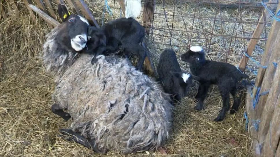 Record național, la Arad: oaia cu 6 miei