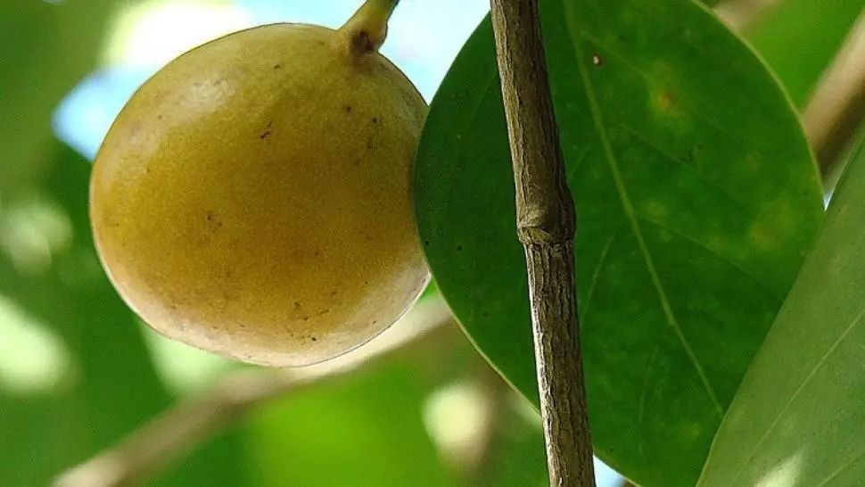 Copacul atât de toxic, încât te poate orbi