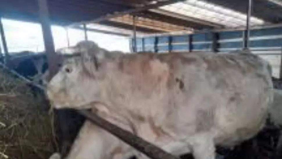 Mafia pășunilor ilegale dă lovitura fermierilor. În Alba zeci de tărani riscă să rămână fără animale