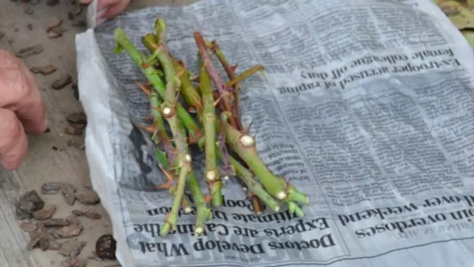 Cum înmulțești butașii de trandafiri în hârtie de ziar