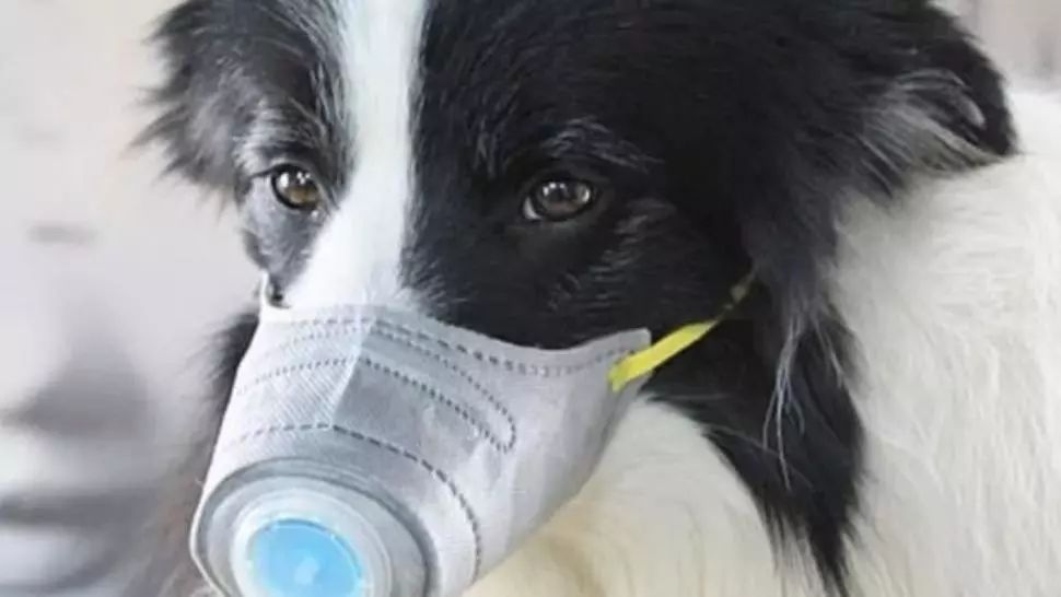 Câine de companie, testat pozitiv pentru coronavirus