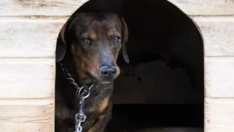 Caz şocant, în jud. Olt. Rămăşiţele unui bărbat, găsite într-o curte. A fost mâncat de propriul câine