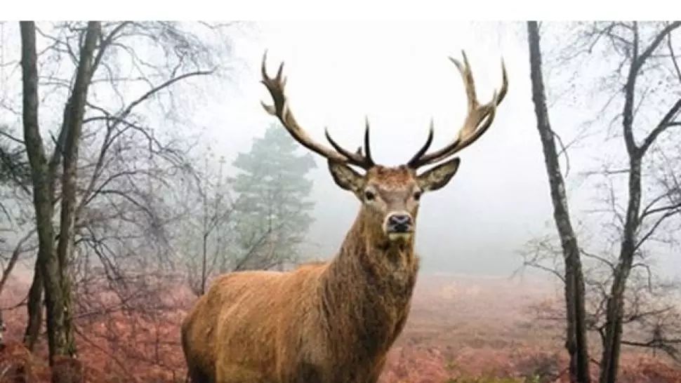 FOTO Imagine rară: Un cerb a traversat Dunărea din Serbia spre România