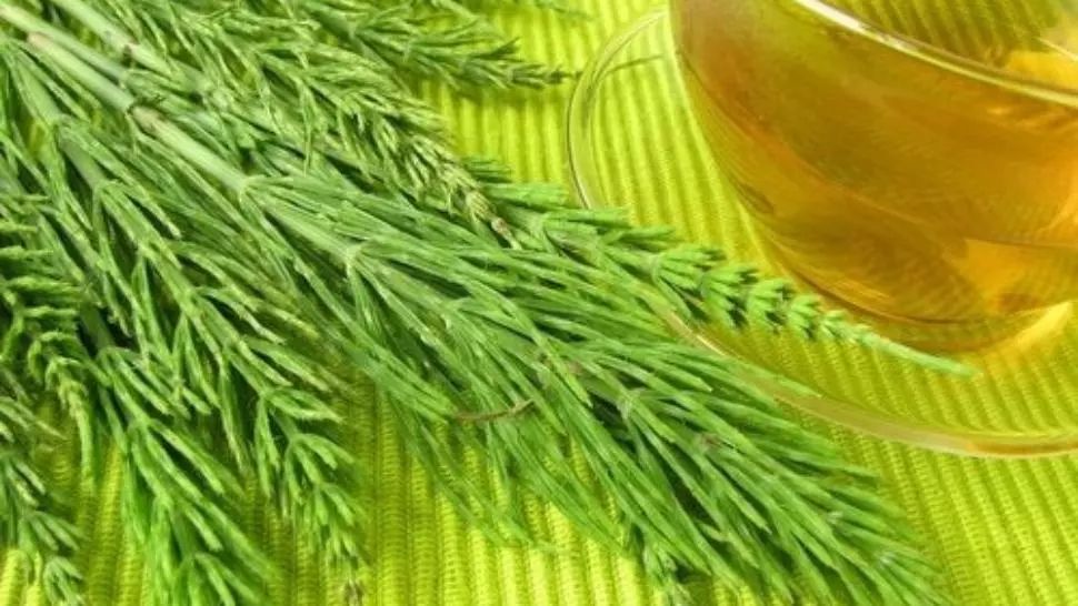 Planta care vindecă 1.000 de afecțiuni