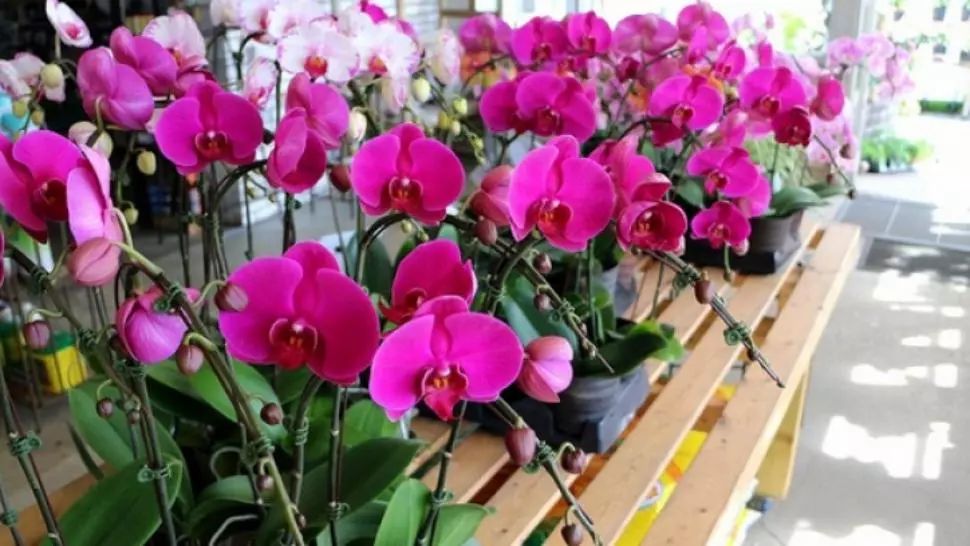 Cum înmulţeşti cu succes orhideea. Trucul care o face să înflorească tot timpul