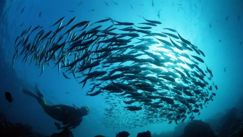 Noi vietăți creează probleme în infrastructură: Autostrada Moldovei, blocată de pești