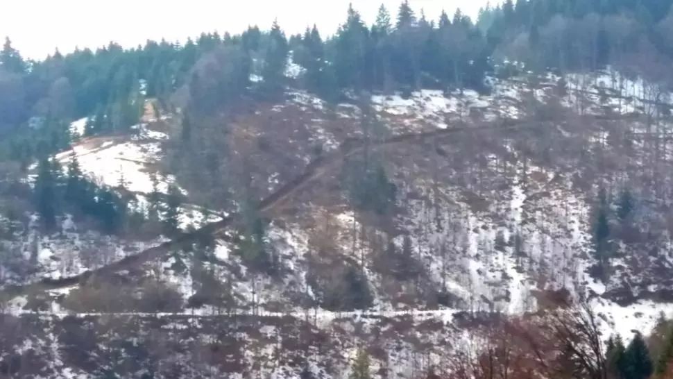 DEZVĂLUIRI ȘOCANTE: parlamentari, primari, polițiști și pădurari, implicați în defrișările pădurilor din Alba