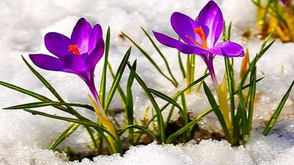 Horoscopul primăverii 2020: ce le așteaptă pe zodii în anotimpul trezirii