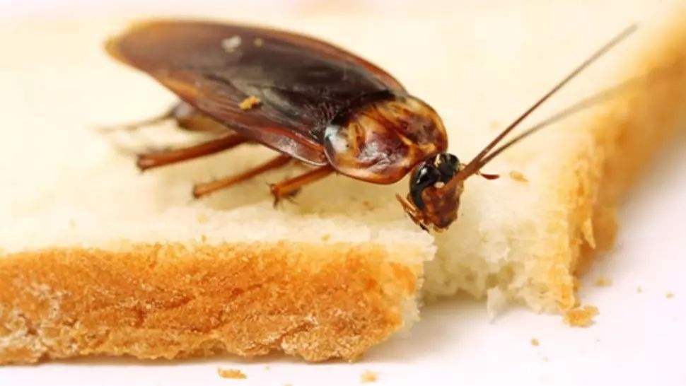 DSP, în control la Spitalul Județean Focșani, după poza cu gândaci 