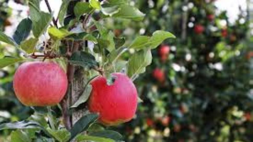 Șofer rămas fără permis, după ce a mâncat două mere 