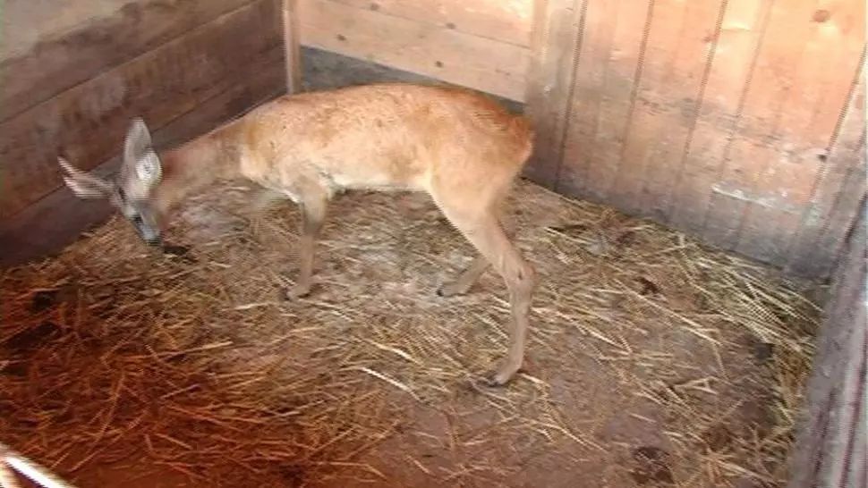 Dâmbovițean, acuzat de braconaj cinegetic după ce a crescut un pui de căprior