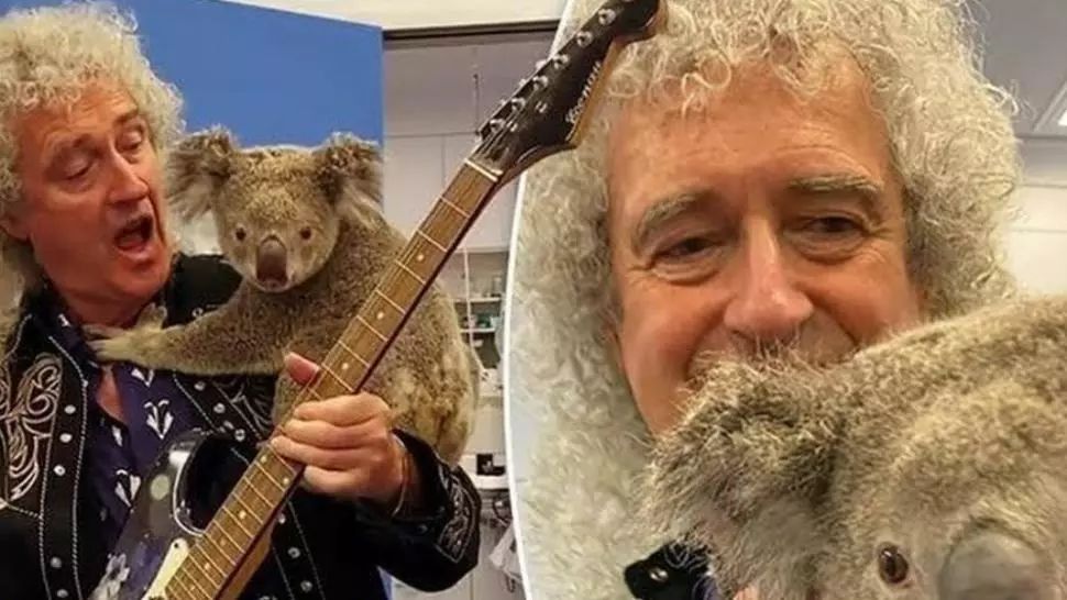VIDEO Brian May a cântat pentru un ursuleț koala salvat din incendiile din Australia
