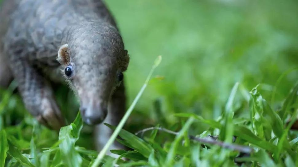 CORONAVIRUS. Comerțul și consumul de animale sălbatice, interzise complet în China