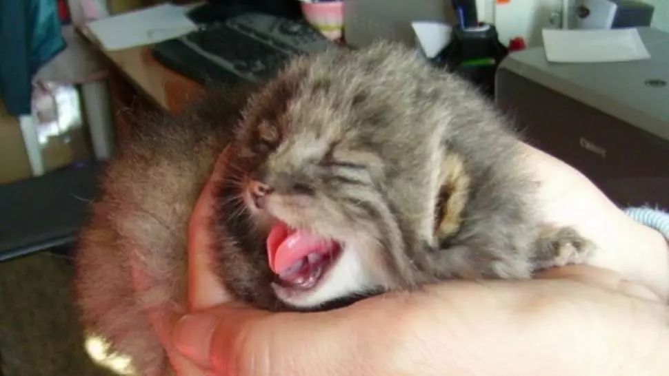 A dat peste 4 puiuţi într-o tufă. I-a luat acasă. Când au crescut, ŞOC! Ce erau, de fapt, creaturile