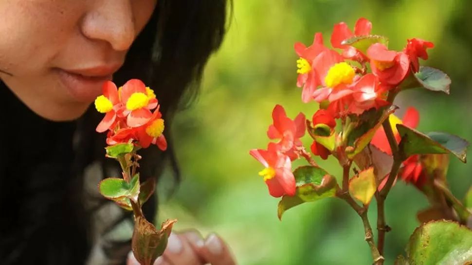 Nu oferi flori unei femei stângace! S-ar putea să nu simtă mirosul