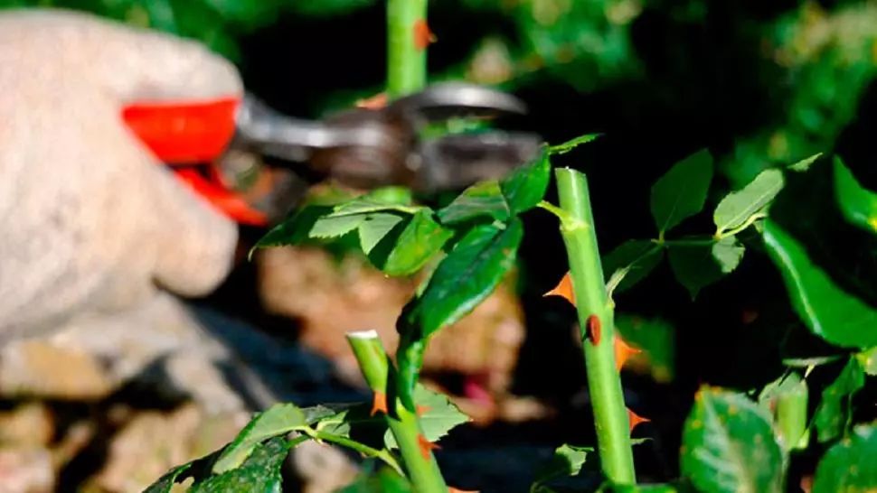 Cum tăiem trandafirii primăvara ca să avem grădini parfumate toată vara