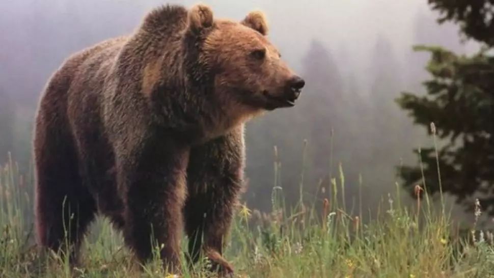 A salvat un pui de urs rămas orfan. După 6 ani, animalul i-a făcut ceva tulburător