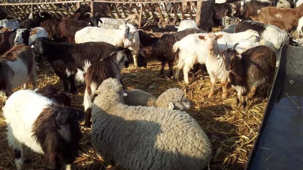 Cinci tineri, cercetați pentru furt de oi și capre 