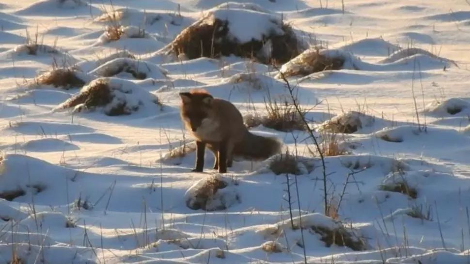 VIDEO Imagini superbe cu o vulpe la vânătoare în pădurile din Banat