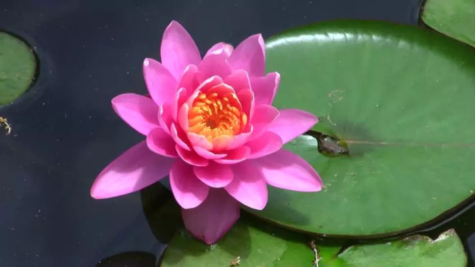 Beneficiile uimitoare ale lotusului roz, floarea frumuseții și tinereții eterne