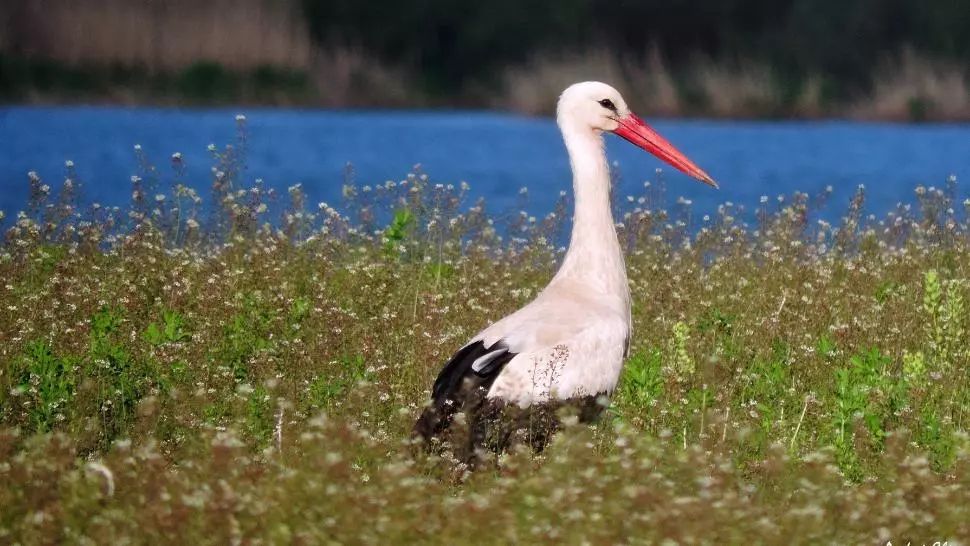 Prima barză sosită la cuib în 2020 va putea fi semnalată cu ajutorul aplicației „Uite, barza!”