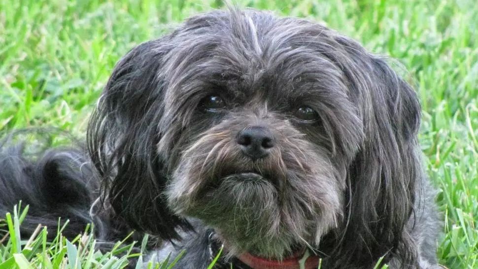 ASPA anunţă că poate prelua animalele de companie ale bucureştenilor cu coronavirus