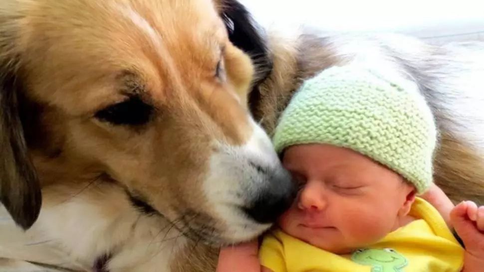 Şi-au lăsat copilul singur cu câinii, au încuiat uşa și au plecat de acasă. Când s-au întors, părinţii au găsit asta