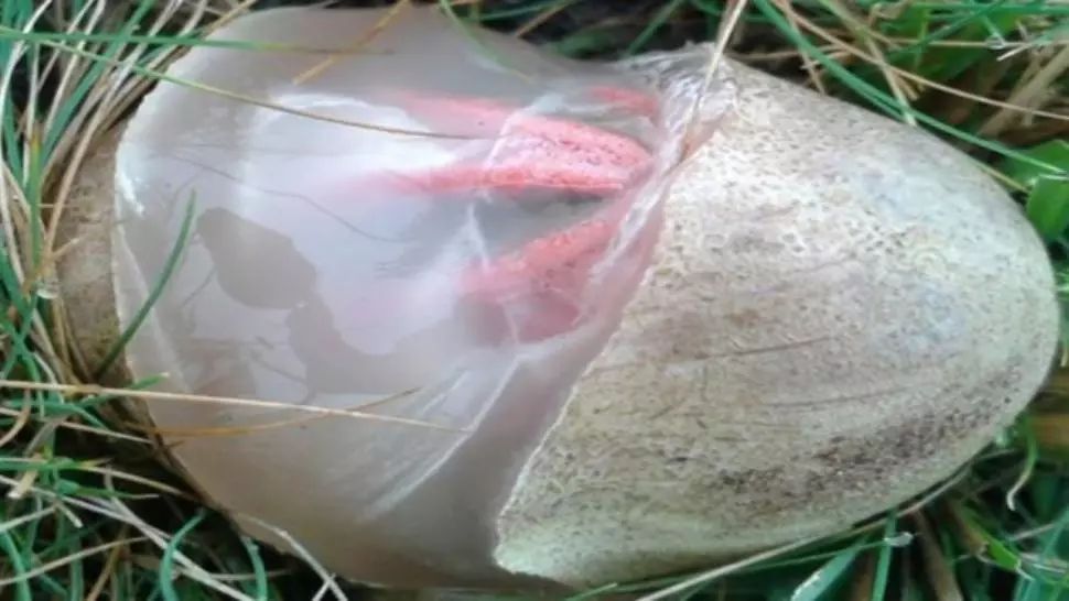 A găsit un ou ciudat în grădină. Când a văzut ce iese din el, a înghețat! 