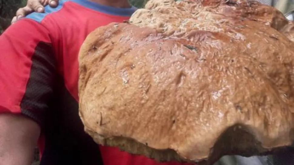 Au găsit o CIUPERCĂ GIGANT pe Transfăgărăşan. Au aruncat-o imediat! Ce era, de fapt?