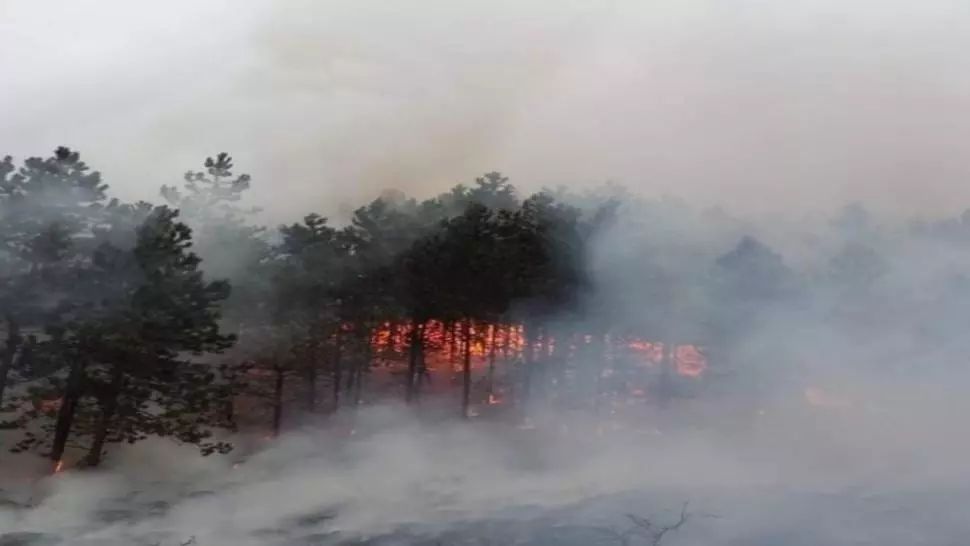 VIDEO Incendiu în pădurea Făget de lângă Cluj-Napoca