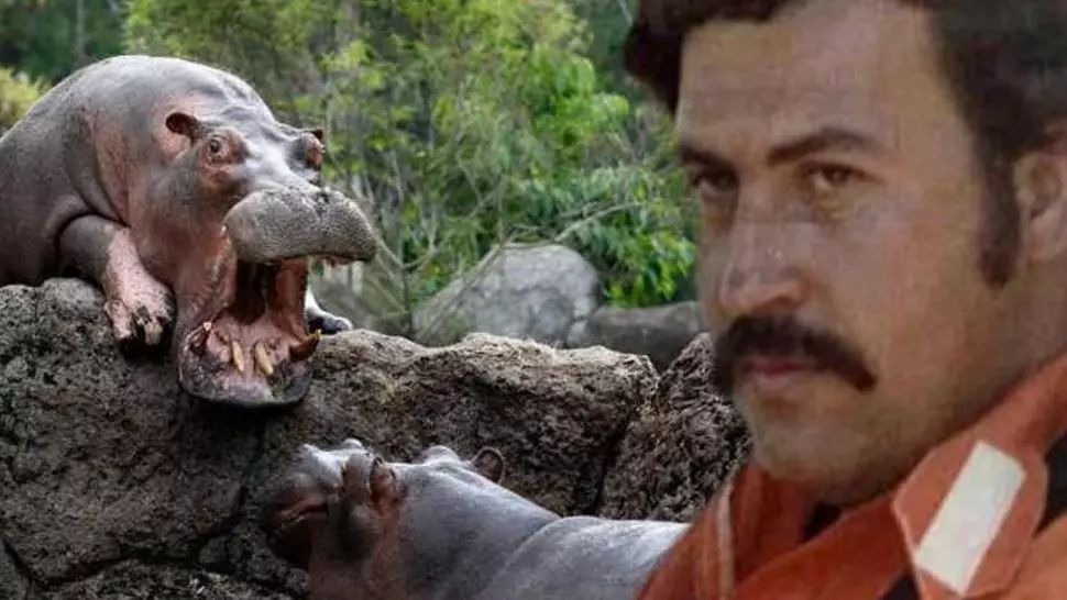 Columbia, terorizată de hipopotamii lui Pablo Escobar