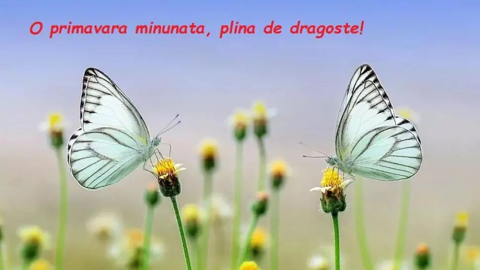 FELICITARI de 1 MARTIE // Cele mai frumoase FELICITARI pentru mama, iubita, sefa