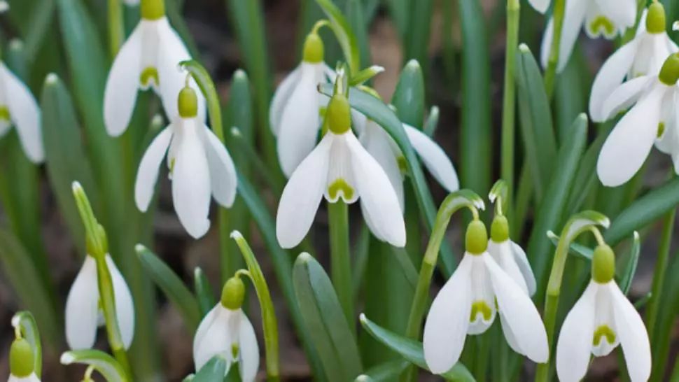 Vânzători de ghiocei, amendați de oamenii legii