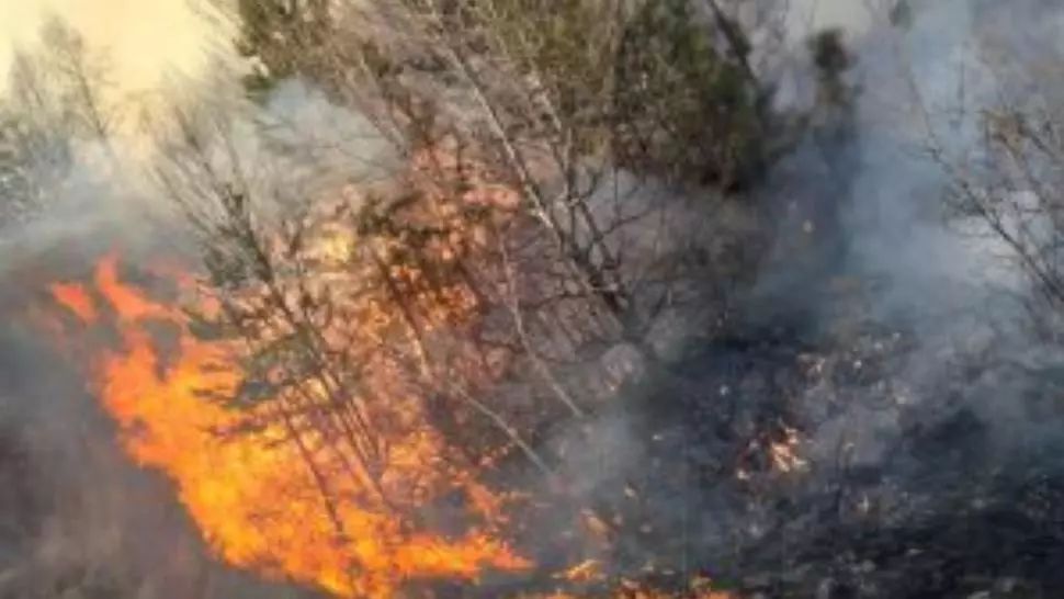 VIDEO Pădure în flăcări la Buciumeni, jud. Dâmbovița