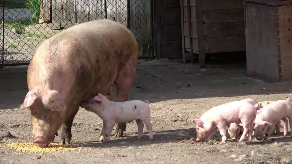 ANSVSA NU interzice creșterea porcilor în gospodărie