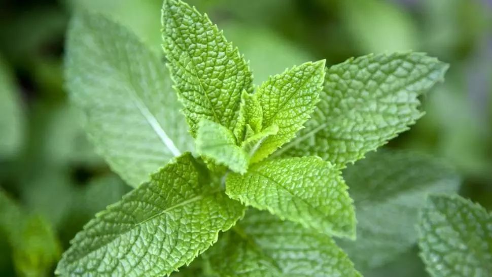 Singura plantă care îţi taie pofta de mâncare. Ar trebui inclusă în orice dietă