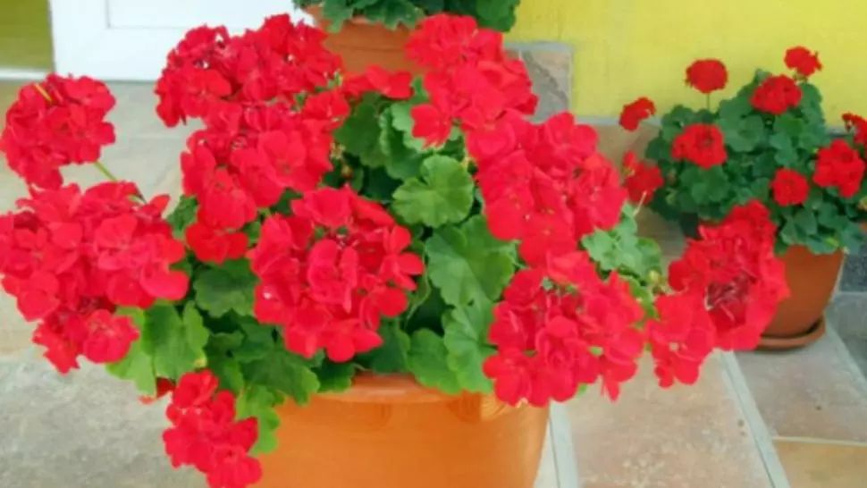 Cât de des trebuie udate mușcatele în timpul iernii