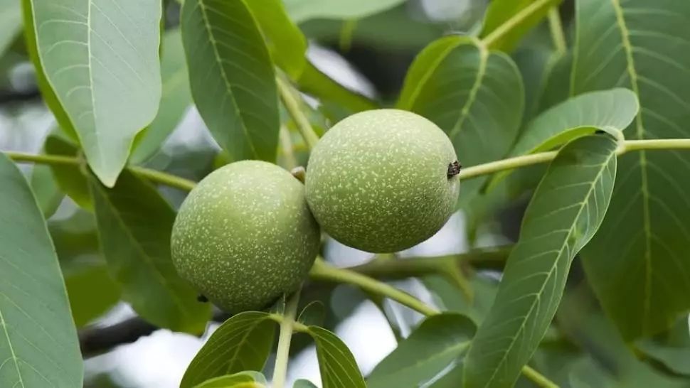 Ce se întâmplă dacă tai un nuc. Nimeni nu se aştepta la aşa ceva! Este mai rău decât credeai